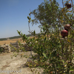 אירוח בראש השנה