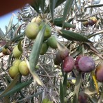 מתחילים במסיק הזיתים
